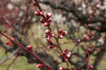 Plum blossoms at Osaka Castle, Osaka, Japan