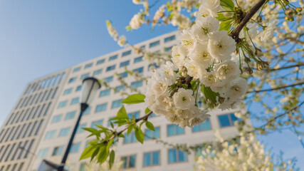 Blossoming white cherry flowers in focus with a blurred modern building and street lamp in the...