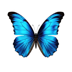 Fototapeta premium beautiful blue butterfly isolated on a transparent background 