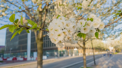 Blossoming white cherry blossoms against a blurred urban background, symbolizing spring renewal and...