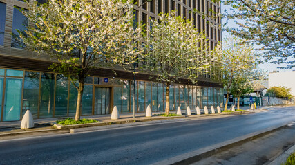 Urban spring scene with blossoming trees lining an empty street alongside modern architecture,...