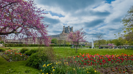 Blooming spring garden in Paris with vibrant tulips and cherry blossoms, with the Louvre Museum in...