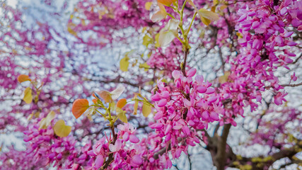 Vibrant pink cherry blossoms in full bloom against a soft-focus background, signaling springtime and the Hanami festival in Japan