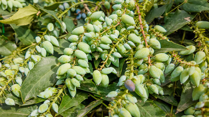 Fresh green mahonia berries in natural light, perfect for gardening blogs and spring festival themes