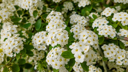 Close-up of white Spiraea flowers in bloom, perfect for spring-related themes, nature backgrounds, and gardening concepts