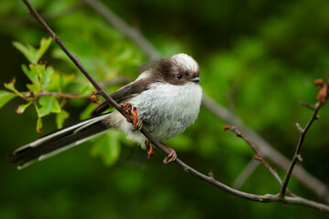 Long tailed tit juvenile perched on a tree branch in spring