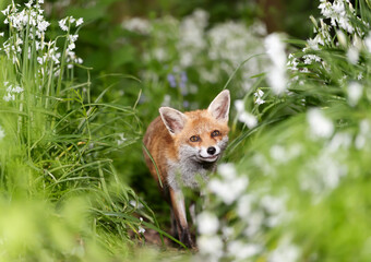 Fototapeta premium Portrait of a red fox amongst white flowers in spring