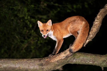 Fototapeta premium Portrait of a young red fox standing on a tree in a forest