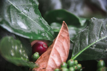 Close up of a red coffee berry surrounded by leafs