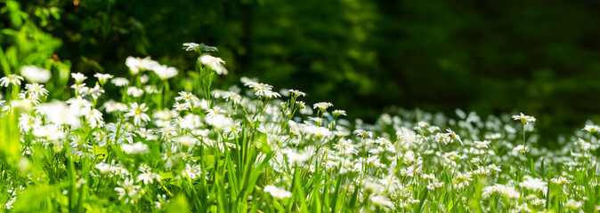 Beautiful panoramic natural spring summer background image with wild meadow in forest, young green lush grass with small white flowers close-up against a blurred forest background, banner format