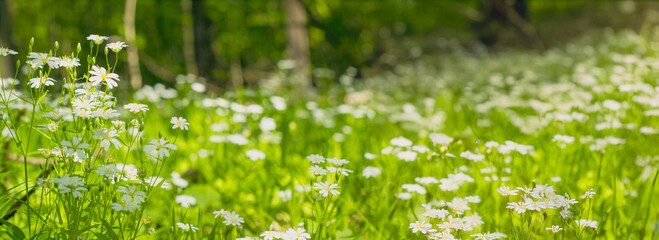 Beautiful panoramic natural spring summer background image with wild meadow in forest, young green lush grass with small white flowers close-up against a blurred forest background, banner