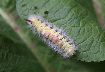 Close up of a Calliteara pudibunda, pale tussock
