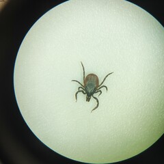 A female of Ixodid tick