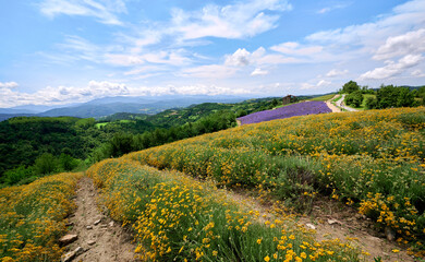 Vibrant yellow field of helichrysum (Helichrysum italicum) and purple field of blooming lavender on...