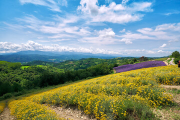 Vibrant yellow field of helichrysum (Helichrysum italicum) and purple field of blooming lavender on...