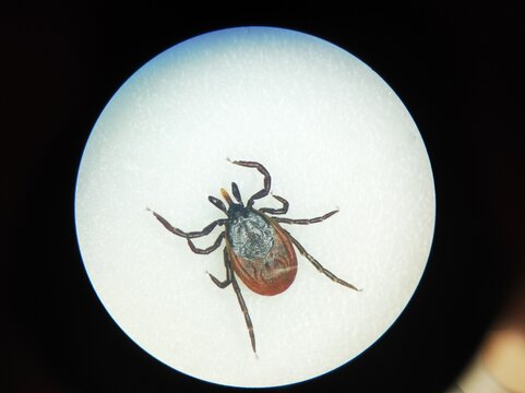 Ixodid tick