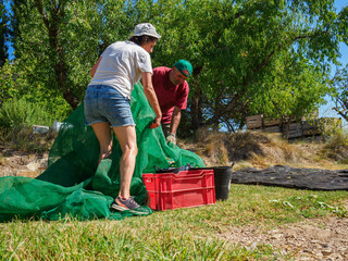 Man and woman harvesting almonds in a net during the harvest season in Catalonia, Spain. © Ancoay