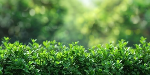 Obraz premium branched green park low bush with a blurred background