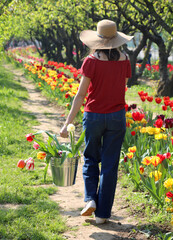 slender girl walks with a tin bucket full of freshly picked Tulips flowers
