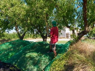 Man harvesting almonds in a net during the harvest season in Catalonia, Spain.