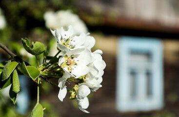 Blooming pear branches against the background of a window of a wooden house