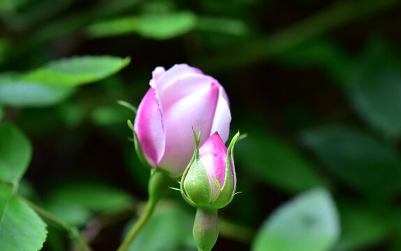 Bl&uuml;te einer rosa Feldrose