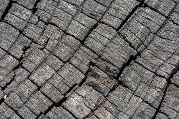 Fototapeta premium Textures with wood bark Macro