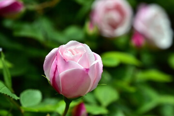 Blüte einer rosa Feldrose