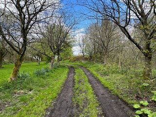 Dirt path, leads through a lush green landscape in, Crag Nook, with trees showing their spring foliage, with grass and wild plants near, West Lane, Sutton-in-Craven