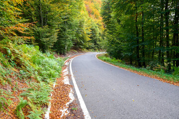 road in autumn forest
