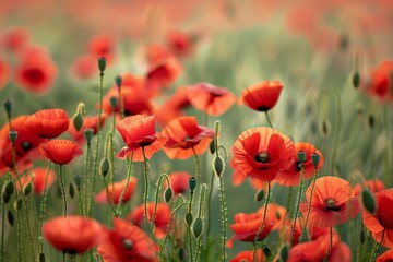 A field of red poppies with green stems and yellow centers. The poppies are in focus and the background is blurred.