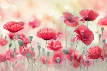 Poppy fields sway, their delicate red blooms a poignant reminder of peace and remembrance, bright water color
