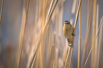 A sedge warbler sits on the dry reeds and looks right toward the camera lens on a sunny day.