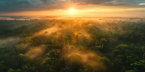 Dramatic Aerial Photograph of the Jungle at Sunrise.