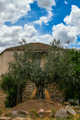 Beautiful olive tree at a crossroads, Ciudad Real, Spain