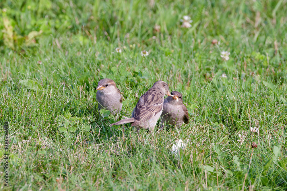 Wall mural The house sparrow (Passer domesticus) female feeding young