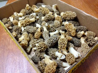 morel mushrooms