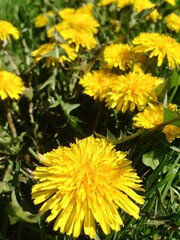 yellow dandelion flower