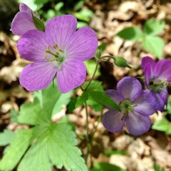 purple flowers in the forest