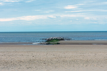 Möwenkolonie auf einem Wellenbrecher am Nordseestrand von 