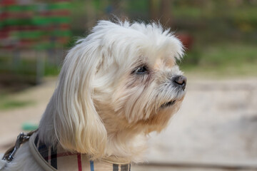 Beautiful little white Maltese dog. Portrait of a dog.