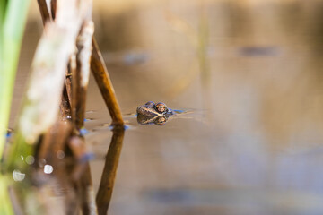 The green toad lies on the surface of the pond among the reeds.