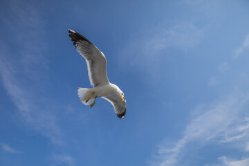 Seagull - Larus marinus flies through the air with outstretched wings. Blue sky. The harbor in the background.