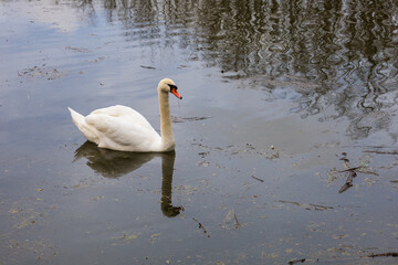 A beautiful big white swan is swimming on the surface of the pond.