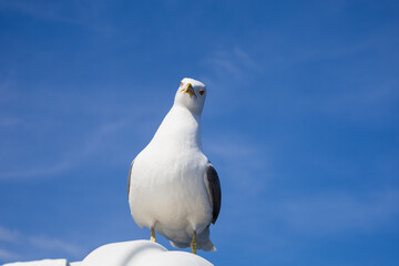 Seagull - Larus marinus flies through the air with outstretched wings. Blue sky. The harbor in the background.