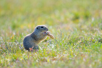 European ground squirrel, Spermophilus citellus, in the meadow
