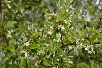 Flowering cherry elaeagnus shrub (Elaeagnus multiflora)