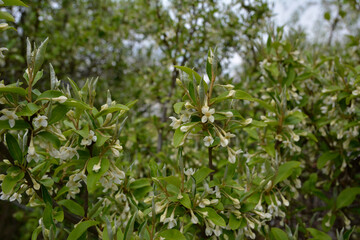 Flowering cherry elaeagnus shrub (Elaeagnus multiflora)
