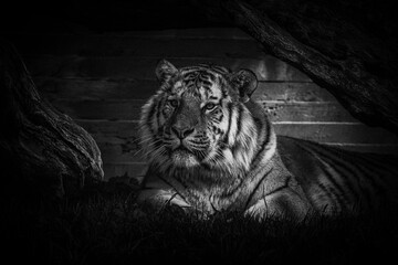 photographs of a tiger in freedom,