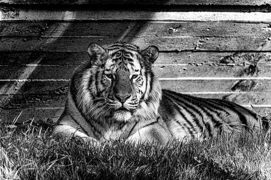 photographs of a tiger in freedom,